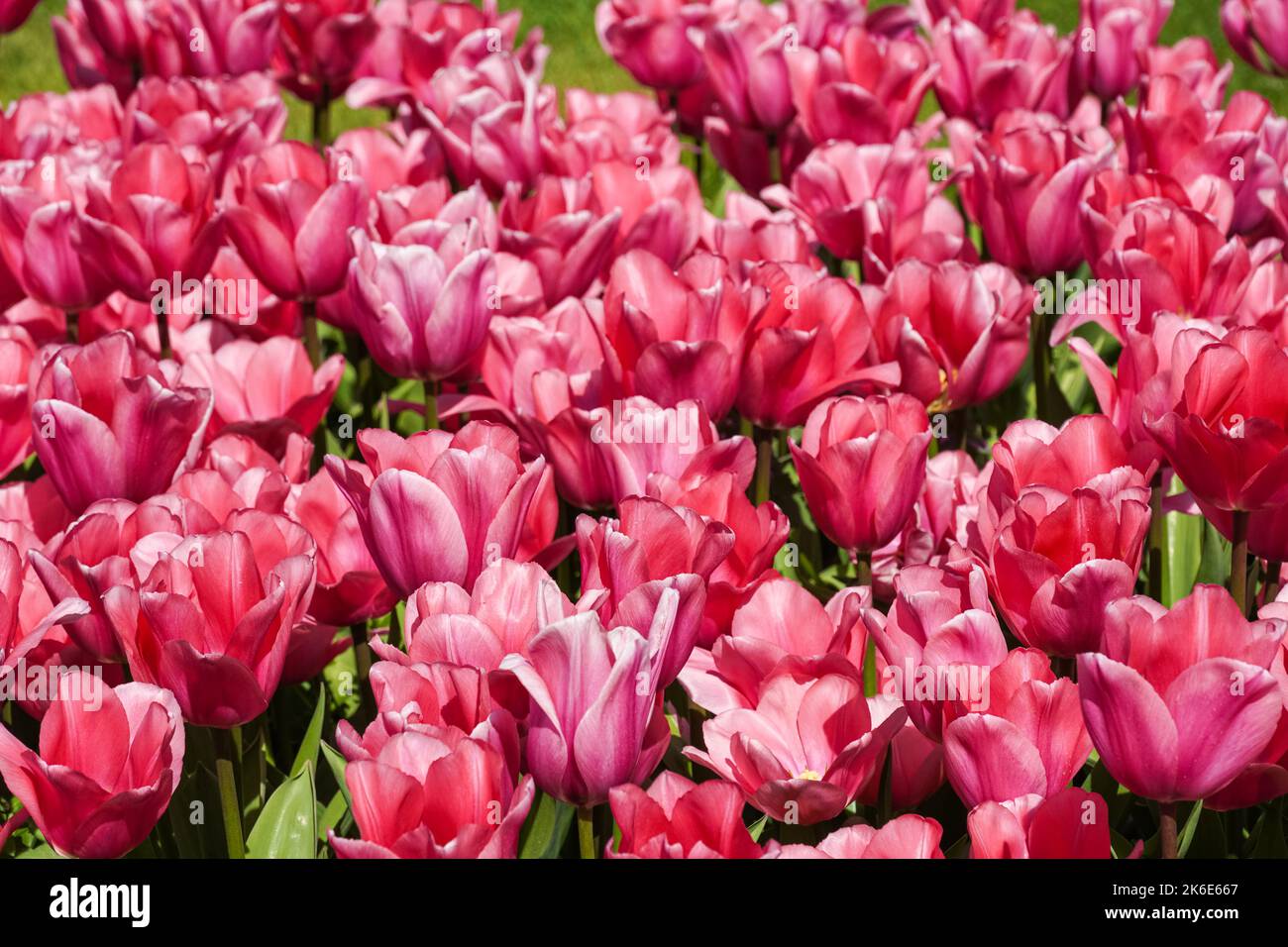 Pink tulips growing on a flowerbed Stock Photo