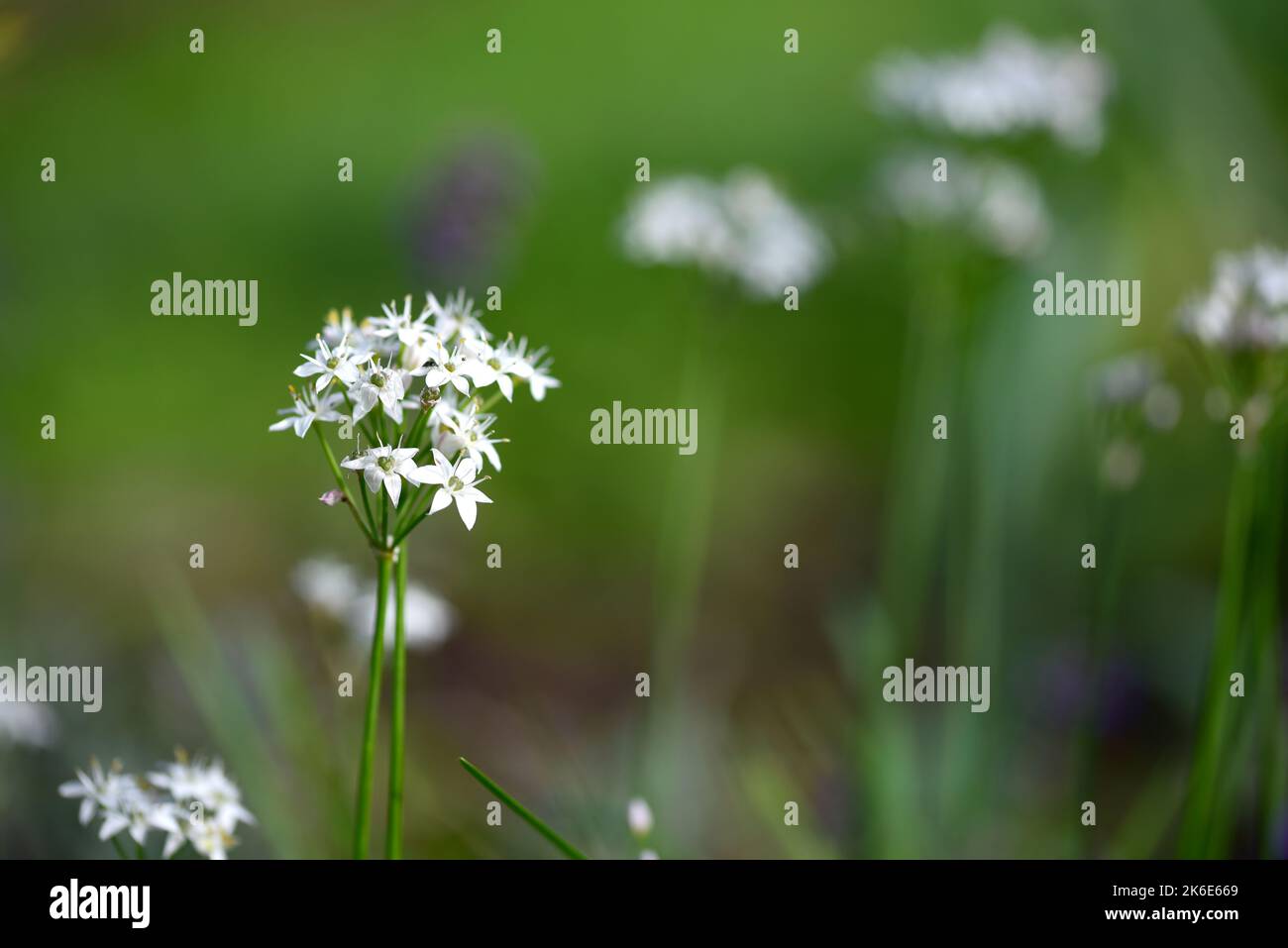 White flowering Chinese chives at dusk Stock Photo