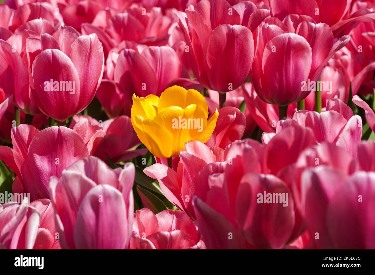 Blooming pink tulips with one yellow tulip inside Stock Photo