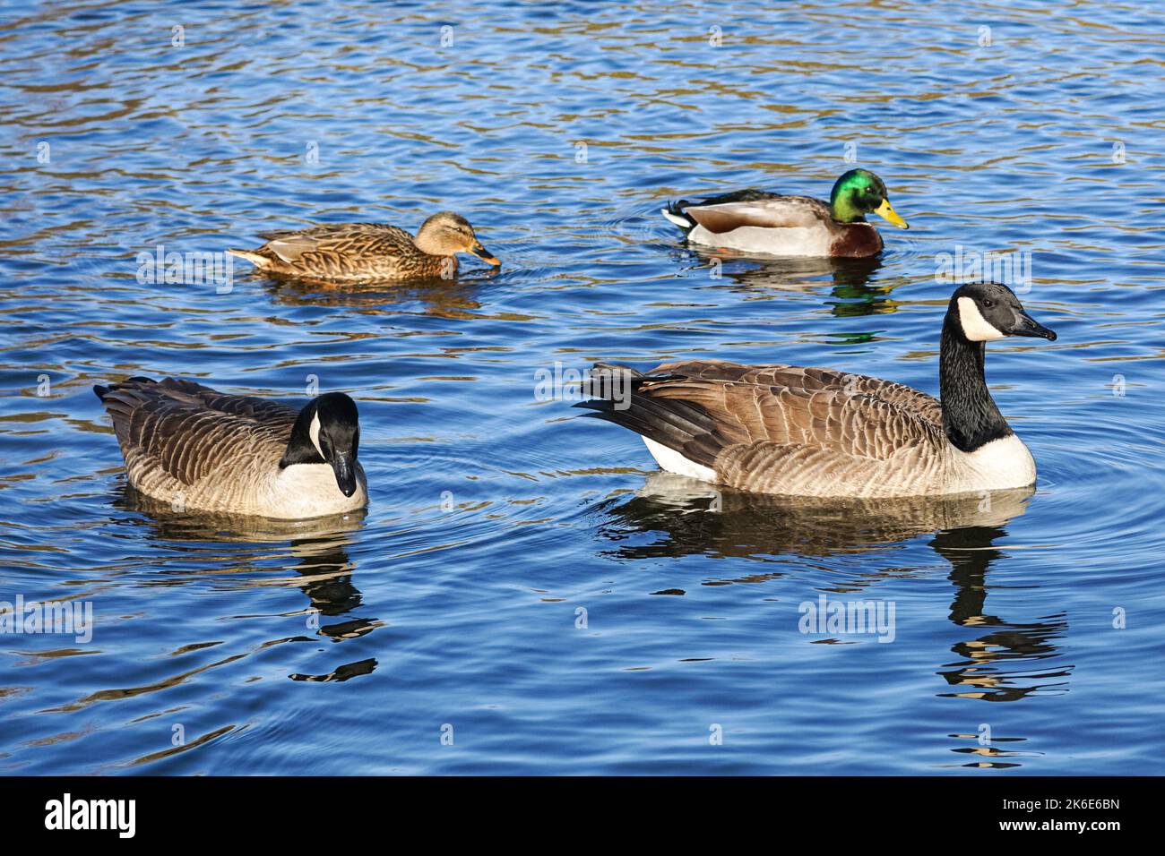 Canada geese, Branta canadensis, and mallards, Anas platyrhynchos, swimming on a lake Stock Photo