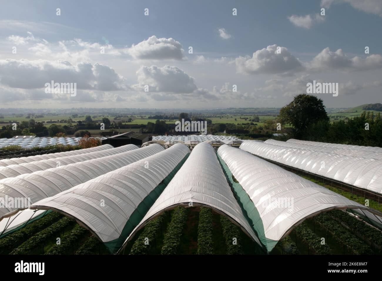 Polytunnels, Draycott, Somerset, England, UK Stock Photo Alamy