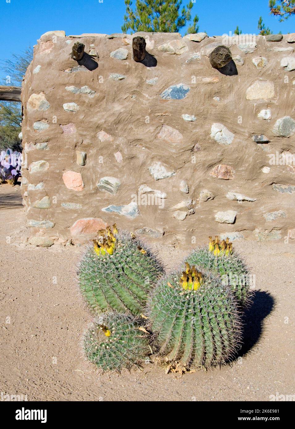 Cactus and adobe, Arizona, US Stock Photo