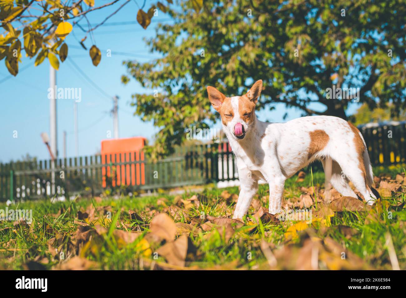 Mixed breed puppy of Jack Russell terrier staying on the grass with tongue out. Happy cut baby dog is waiting for playing game. Adopted. Stock Photo