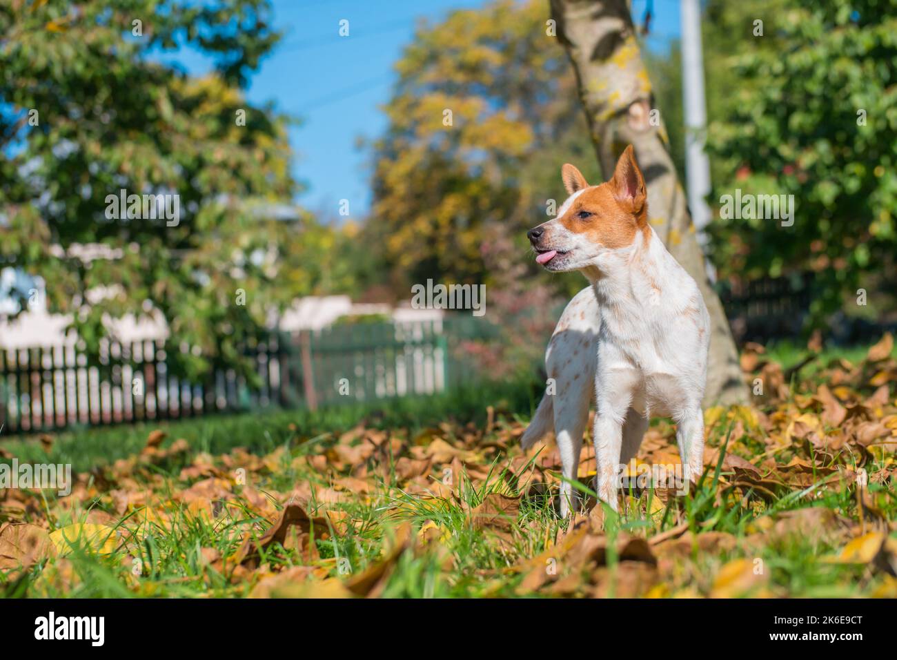 Mixed breed puppy of Jack Russell terrier staying on the grass with tongue out. Happy cut baby dog is waiting for playing game. Adopted. Stock Photo