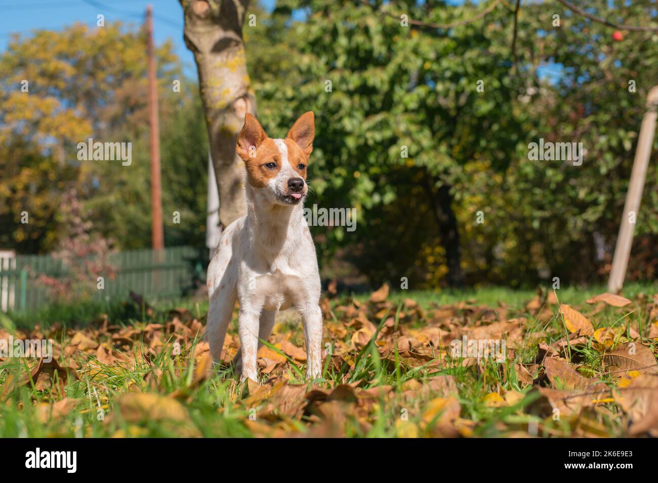 Mixed breed puppy of Jack Russell terrier staying on the grass with tongue out. Happy cut baby dog is waiting for playing game. Adopted. Stock Photo