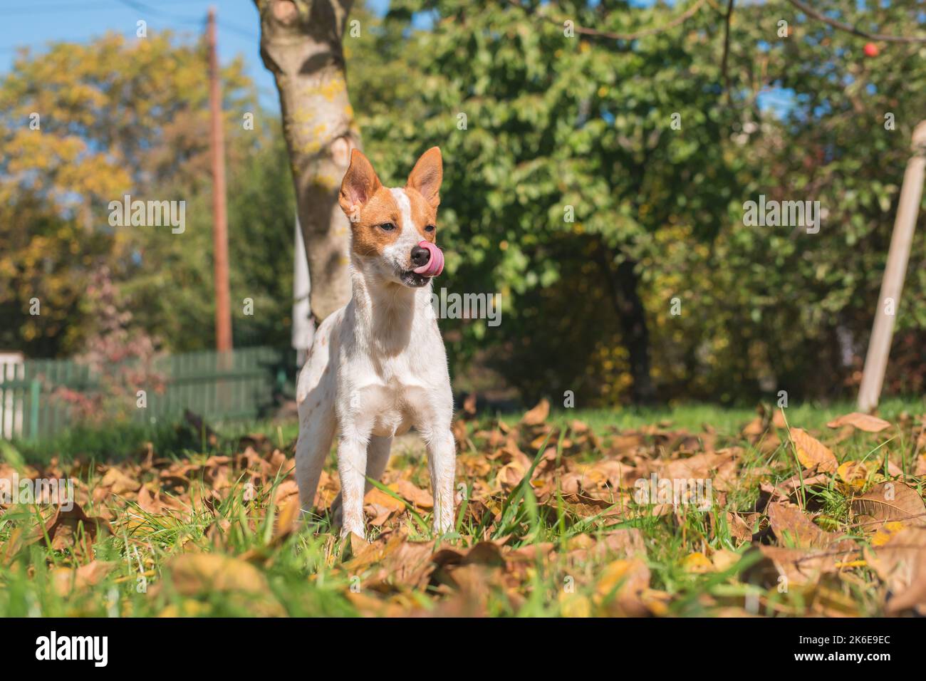 Mixed breed puppy of Jack Russell terrier staying on the grass with tongue out. Happy cut baby dog is waiting for playing game. Adopted. Stock Photo