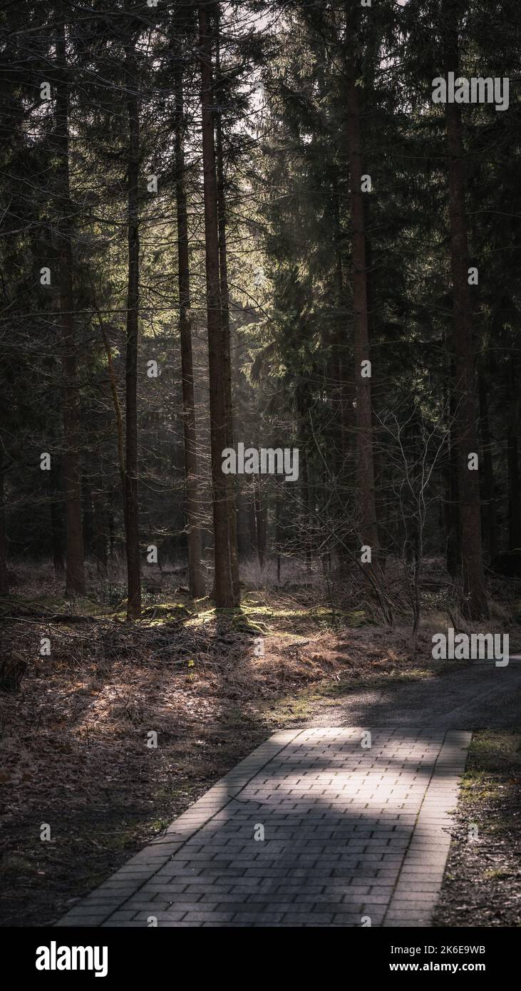 An empty path passing through green tall trees in a forest on a sunny ...