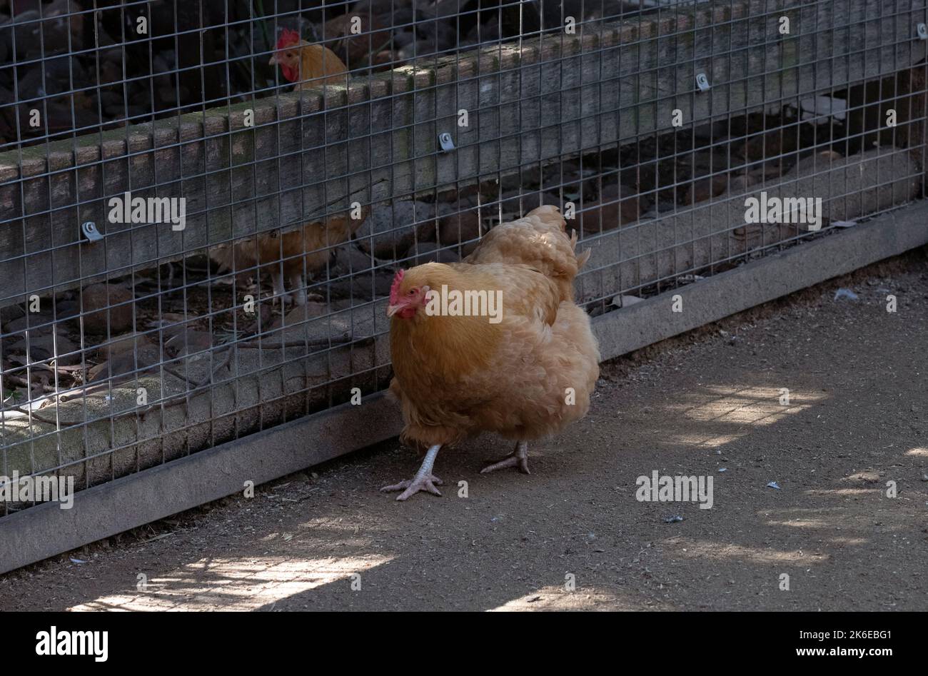 Strutting chicken hi-res stock photography and images - Alamy