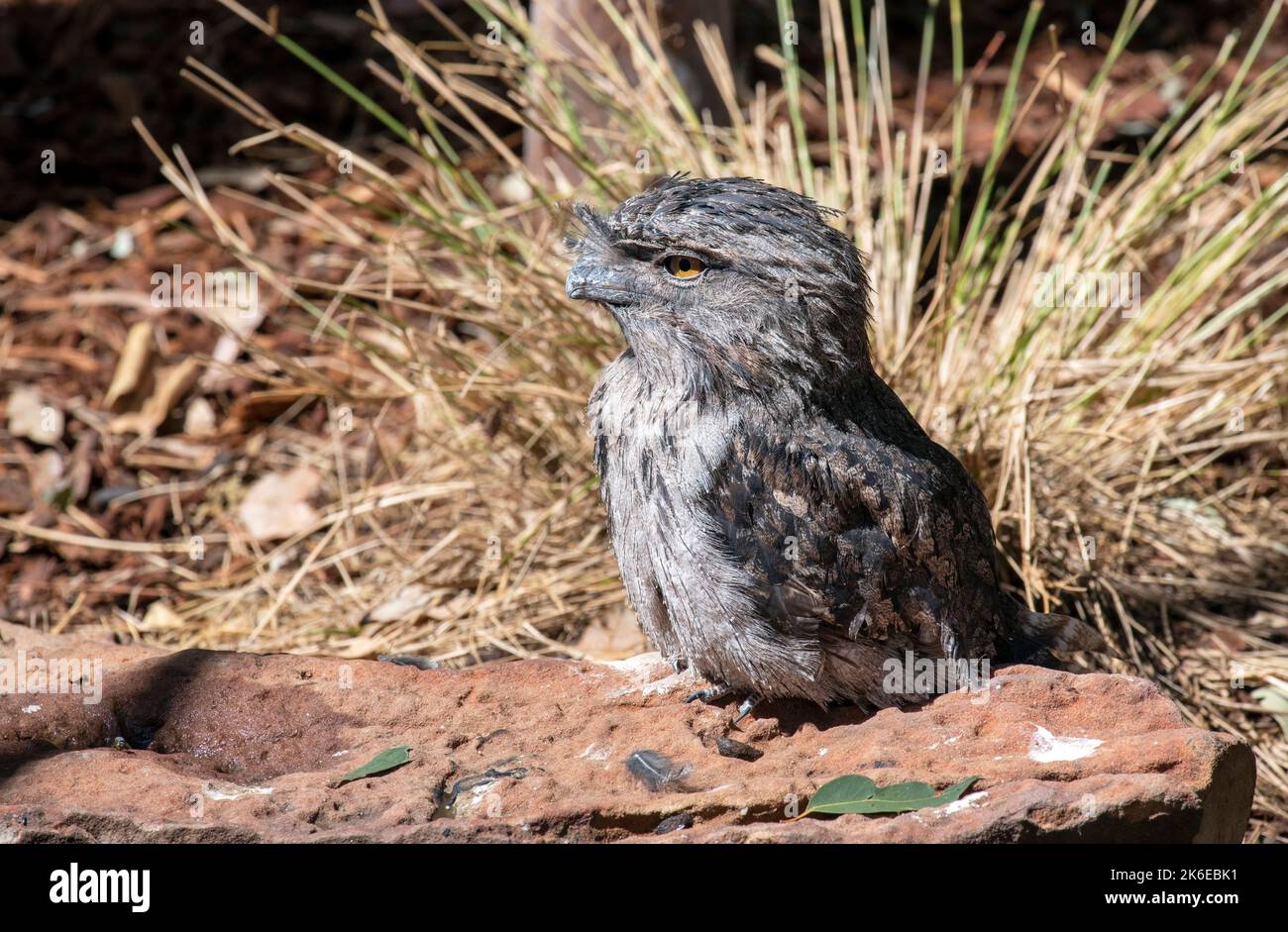 A Tawny Frogmouth (Podargus Strigoides) at Featherdale Wildlife Park in Sydney, New South Wales, Australia. (Photo by Tara Chand Malhotra) Stock Photo