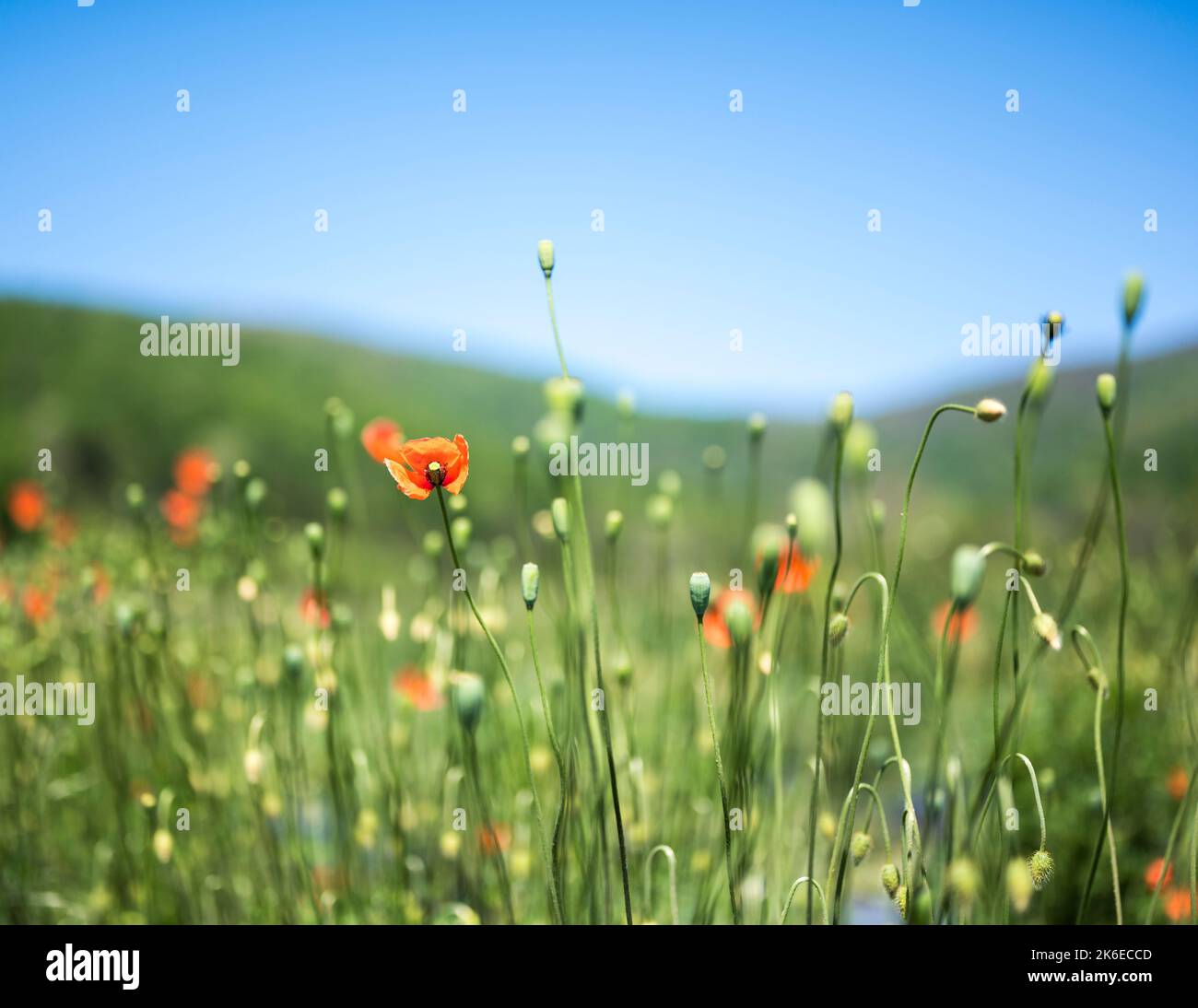 A selective shot of Oriental Poppies (Papaver orientale) in a meadow in Virginia USA Stock Photo