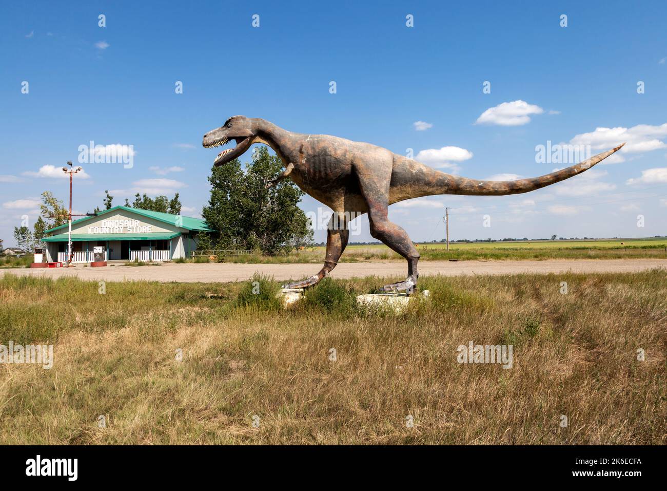 Albertosaurus makes a stop for some snacks at the Dinosaur Country Store in Brooks, Alberta. The Albertosaurus, (genus Albertosaurus), usually subsume Stock Photo