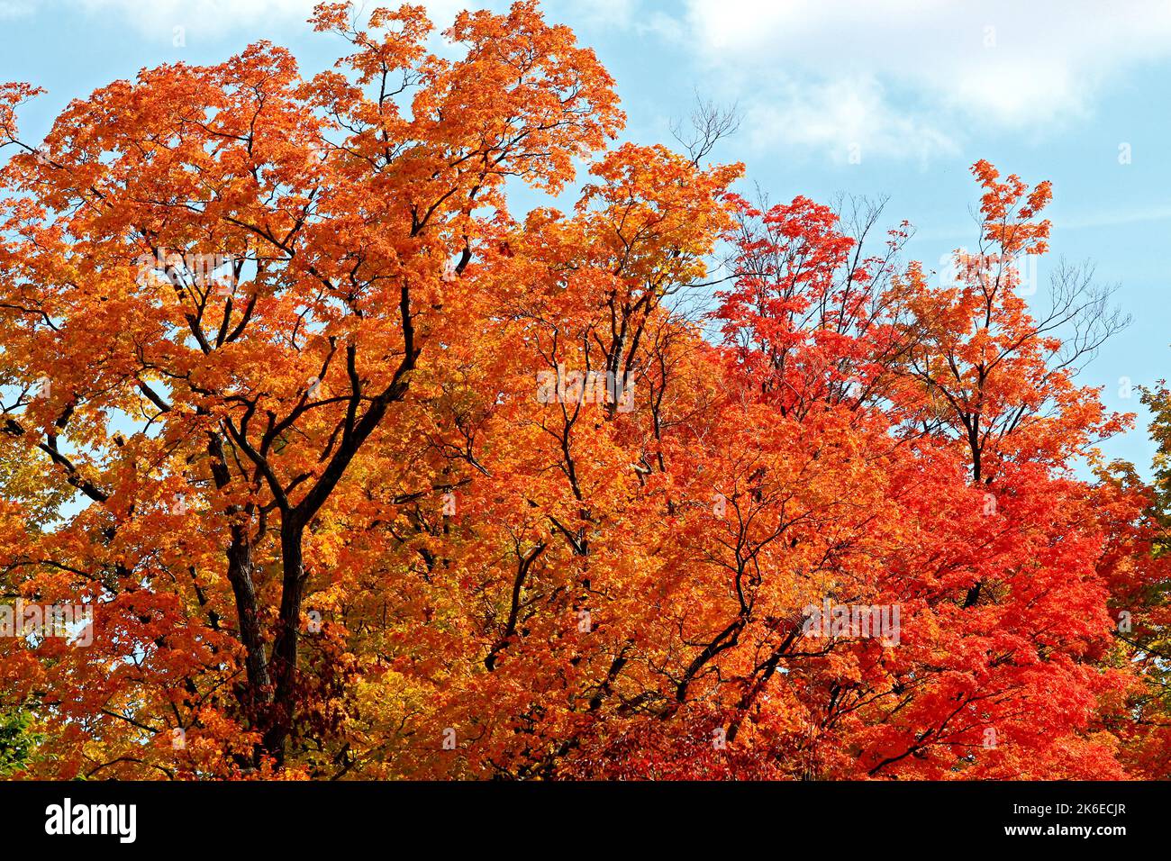 A beautiful autumn tree with orange and yellow leaves Stock Photo - Alamy