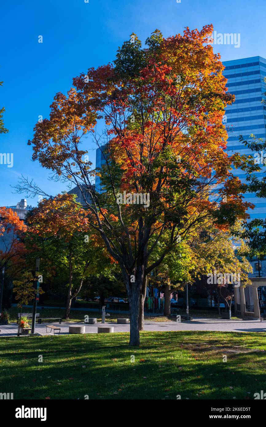 Montreal, Canada 11 October 2022 Foliage bursts with autumn colors