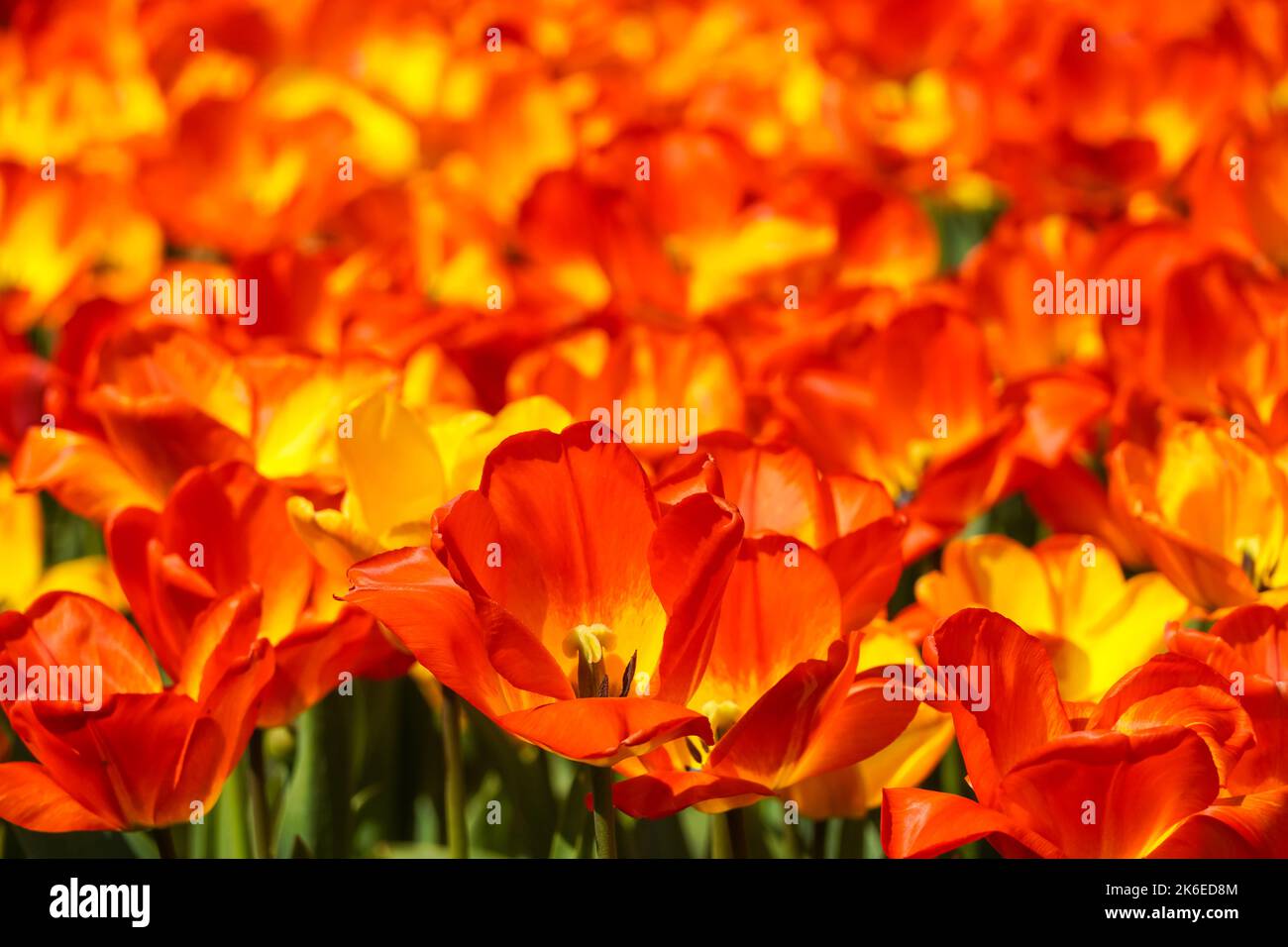 Red and yellow tulips growing on flowerbed Stock Photo