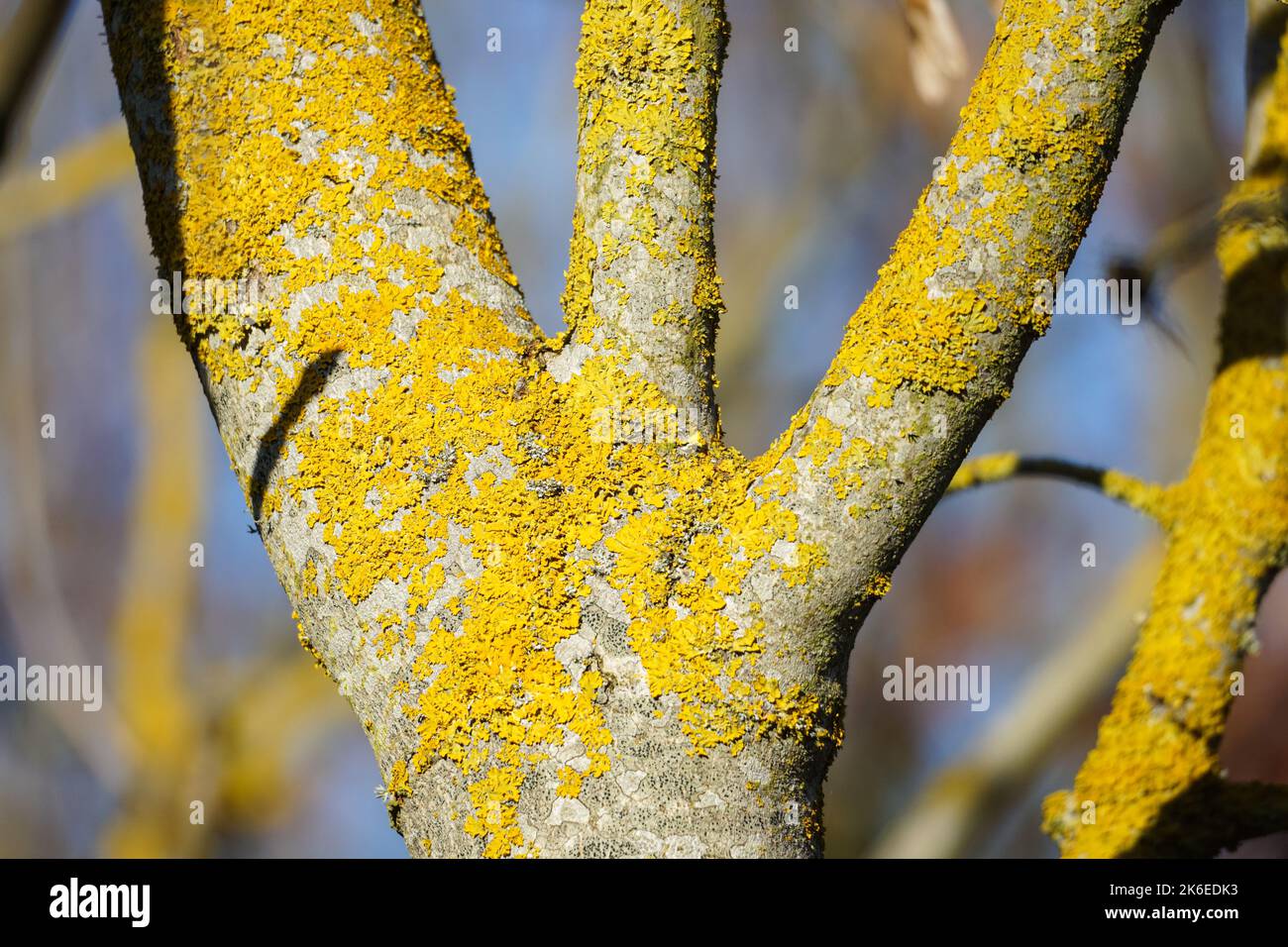 Xanthoria parietina, common foliose lichen on a tree branch in England, UK Stock Photo