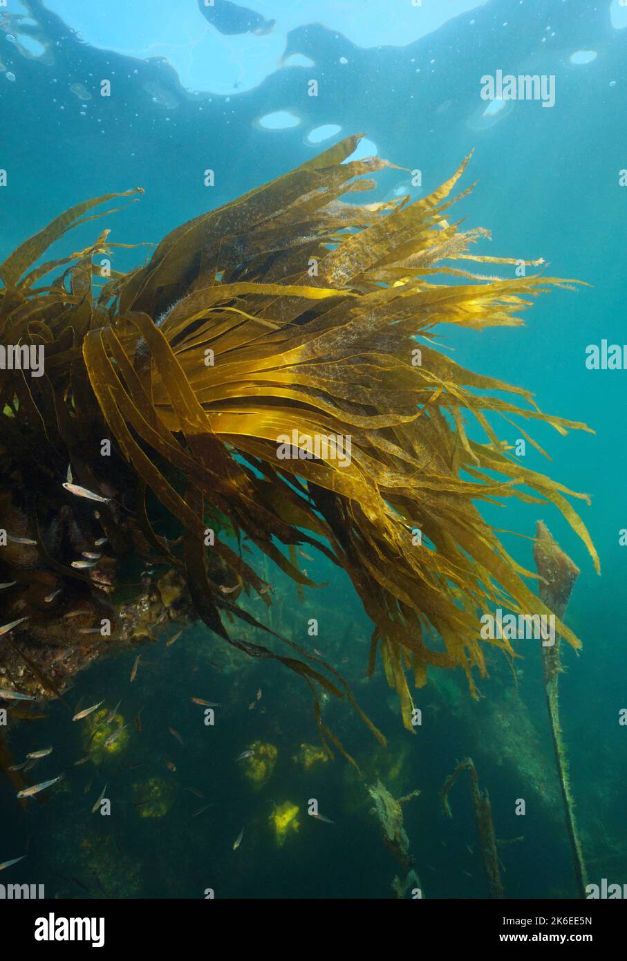 Laminaria kelp seaweed foliage, brown alga underwater in the ocean, Eastern Atlantic, Spain, Galicia Stock Photo