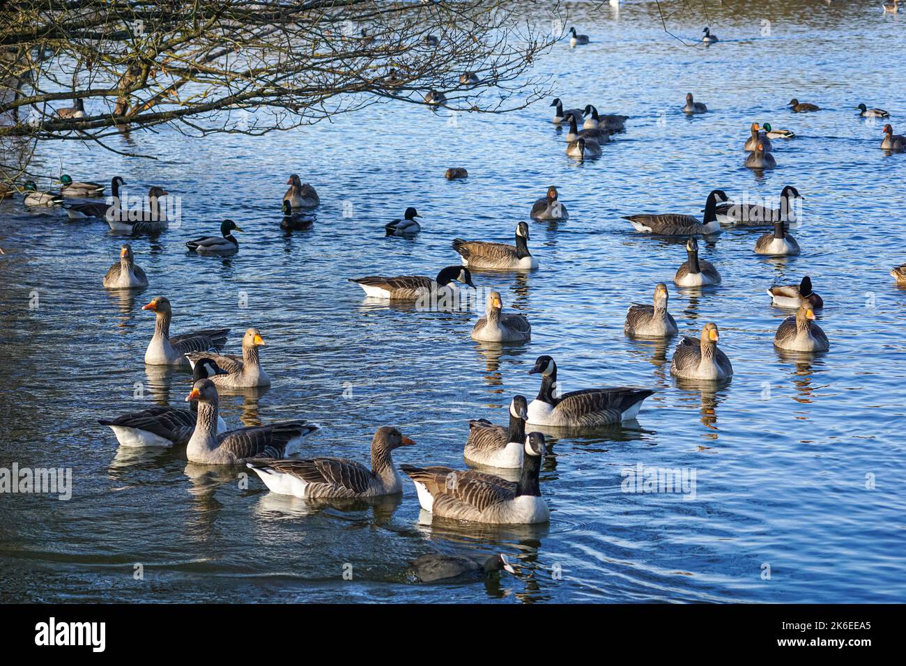 Canada geese, greylag geese and mallards swimming on a lake Stock Photo