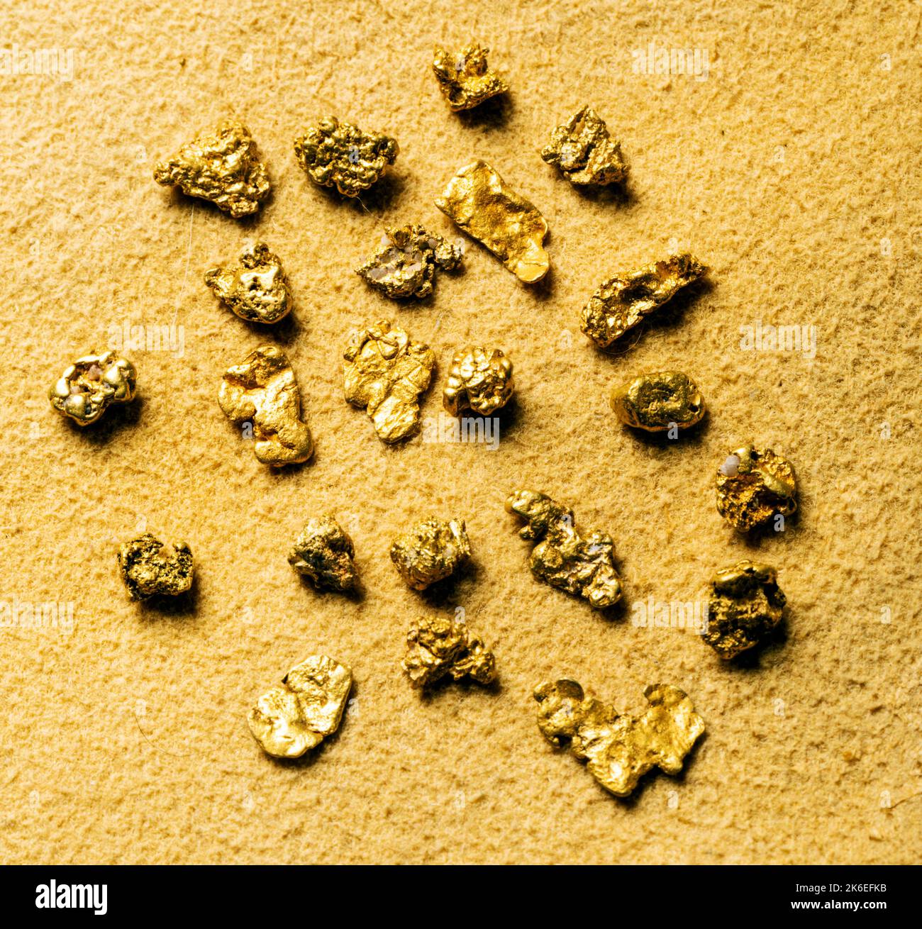 Gold nuggets mined by famous prospector; Brian Busse; American Gemtracker; Colorado; USA Stock Photo