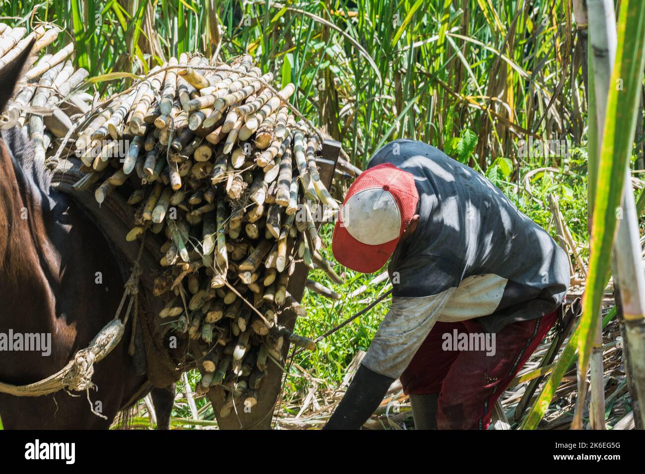 latin colombian farmer bending down to pick up a lasso to tie a load of sugar cane, mounted on his brown mule. man working in a sugar cane field in th Stock Photo