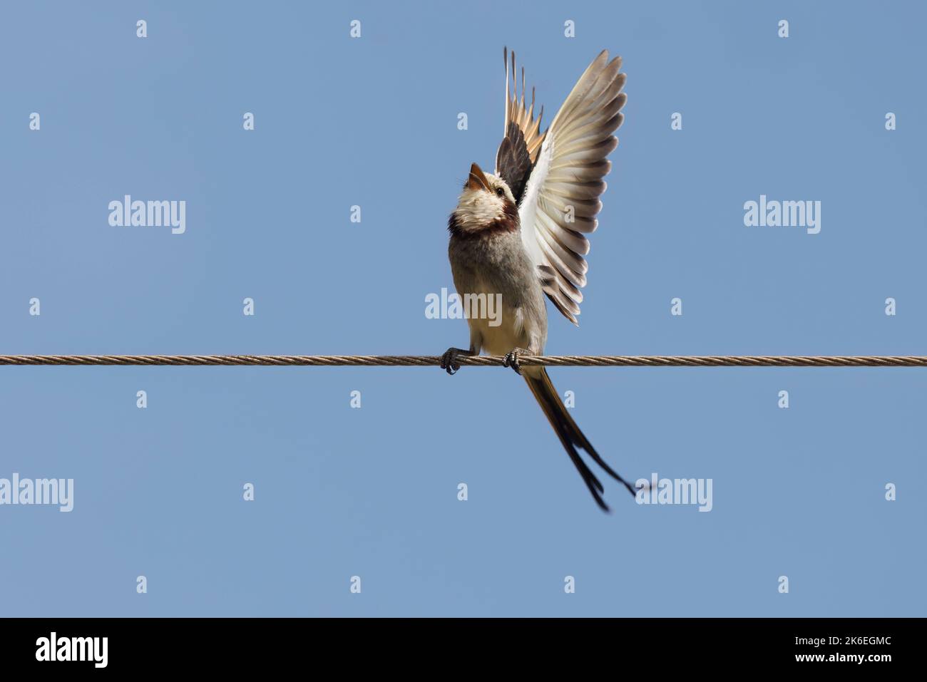 Streamer-tailed Tyrant, Caconde, SP, Brazil, August 2022 Stock Photo