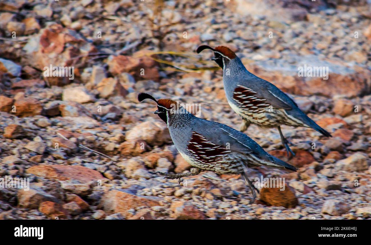 A closeup of two California Quails standing on small stones Stock Photo ...