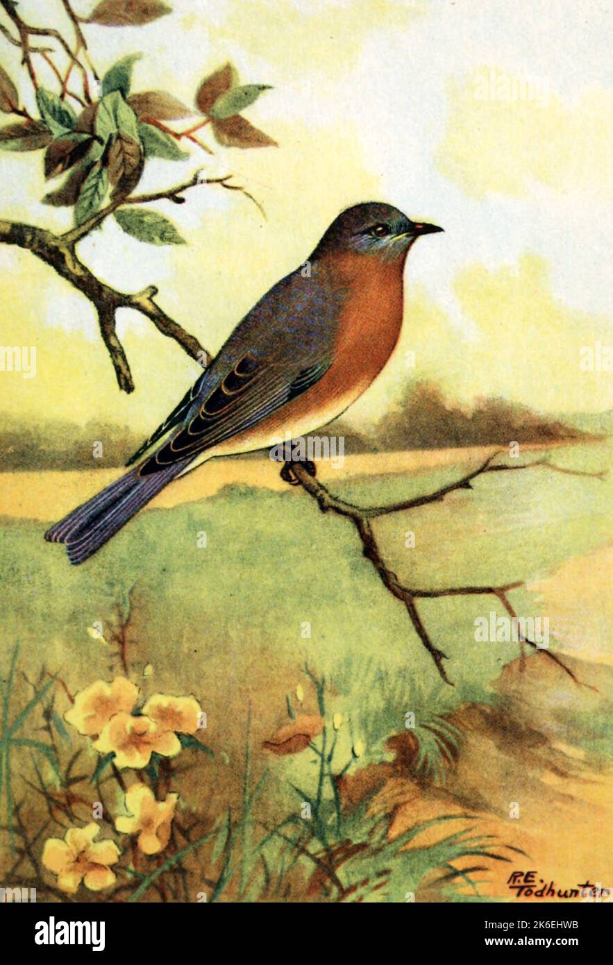 Bluebird (Male) by R E Todhunter, illustration circa 1920s Stock Photo