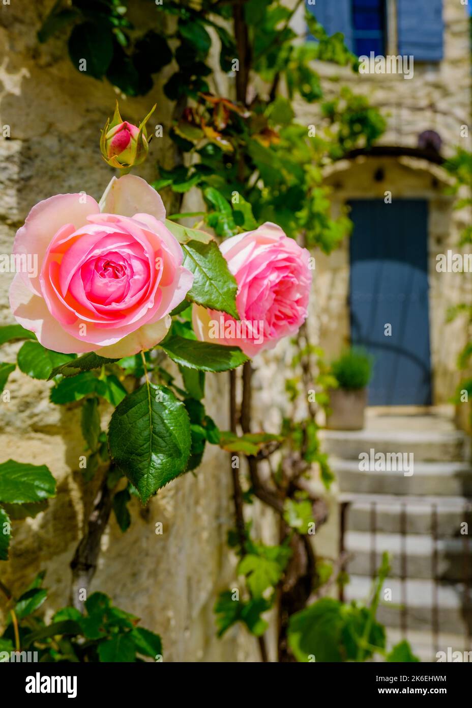 Pink Memorial rose with blue door and shutters of a traditional house in the south of France (Lussan, Gard) Stock Photo