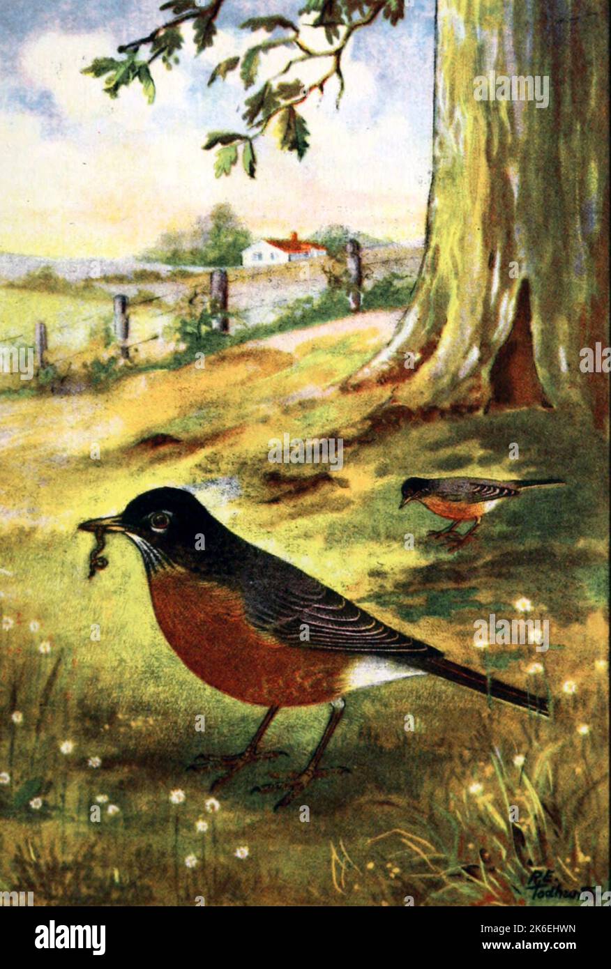 Robin by R E Todhunter Illustration circa 1920s Stock Photo