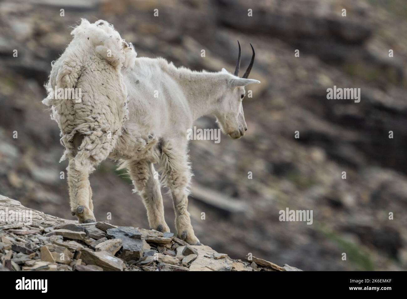 Shaggy Mountain Goat Stands On Rocky Cliff Looking Down over Glacier National Park Stock Photo