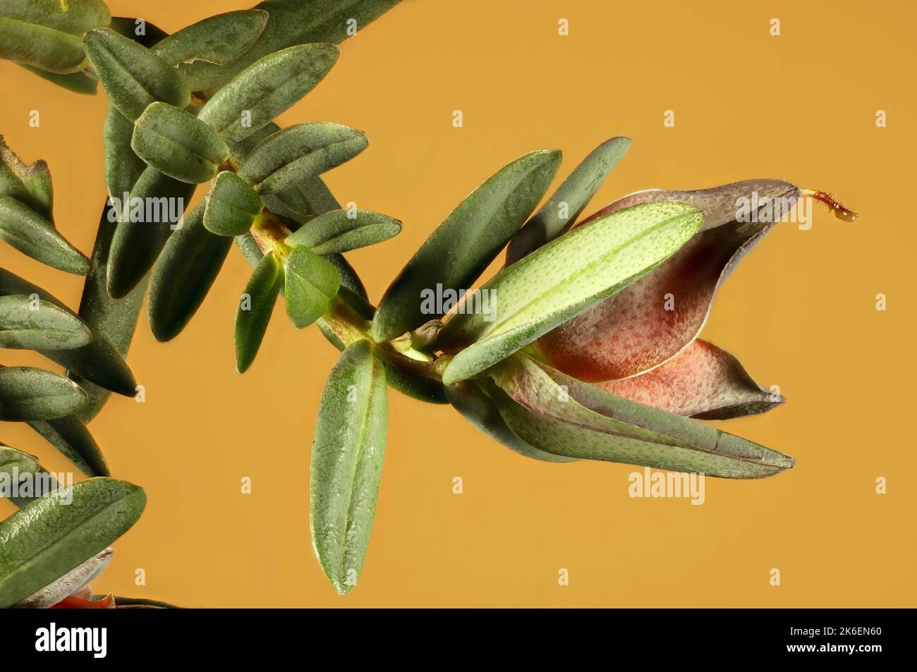 Super-macro view of Lemon-scented Darwinia (Darwinia citriodora)  flower and foliage. Australian native plant. Stock Photo