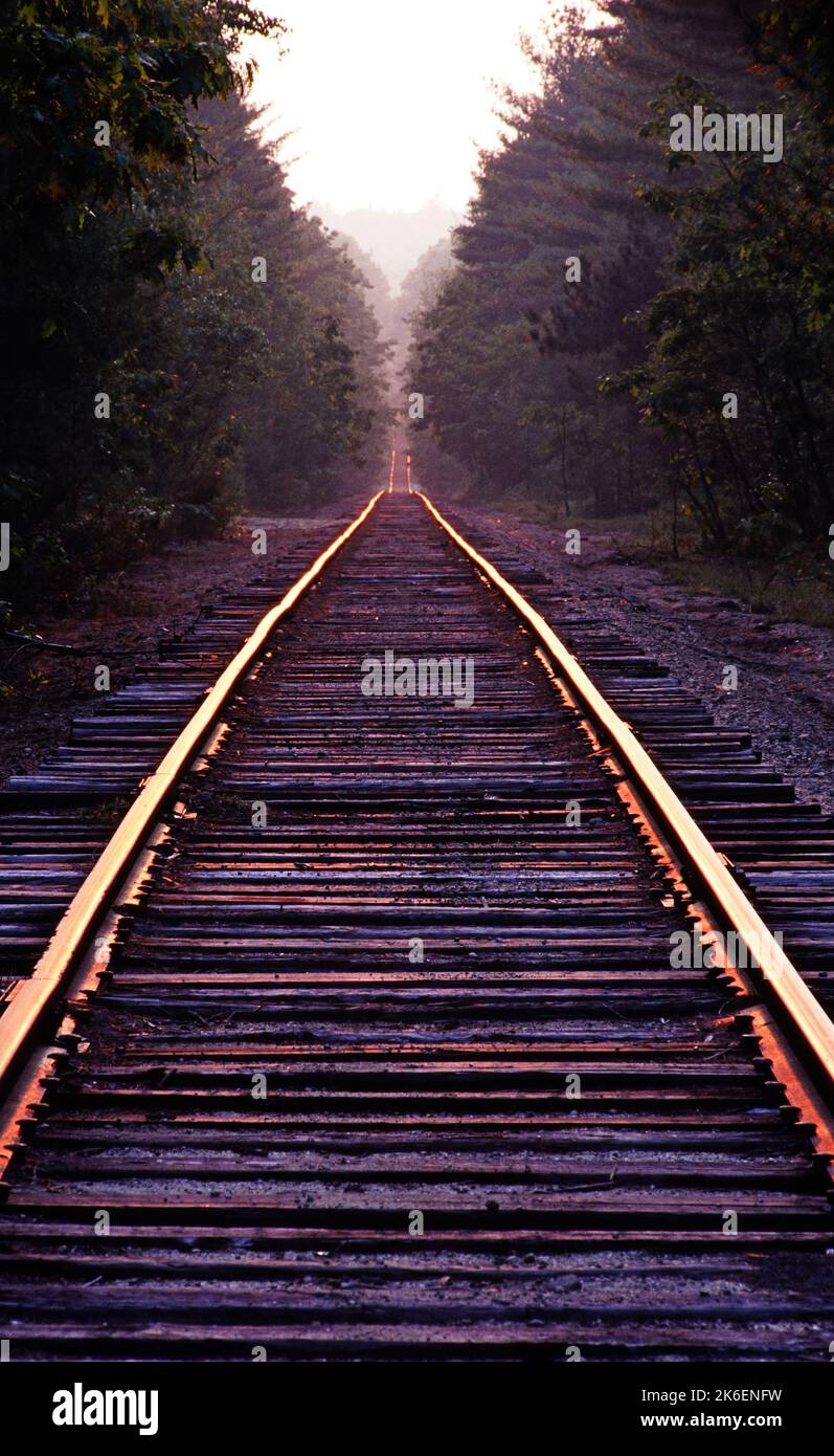 Railroad tracks reflecting the setting sun, converge in the distance