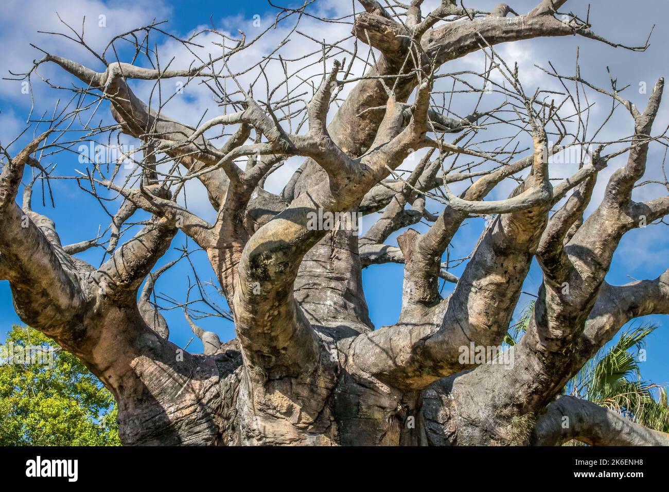 Single Baobab Tree in Savannah at sunny day, Africa Stock Photo Alamy