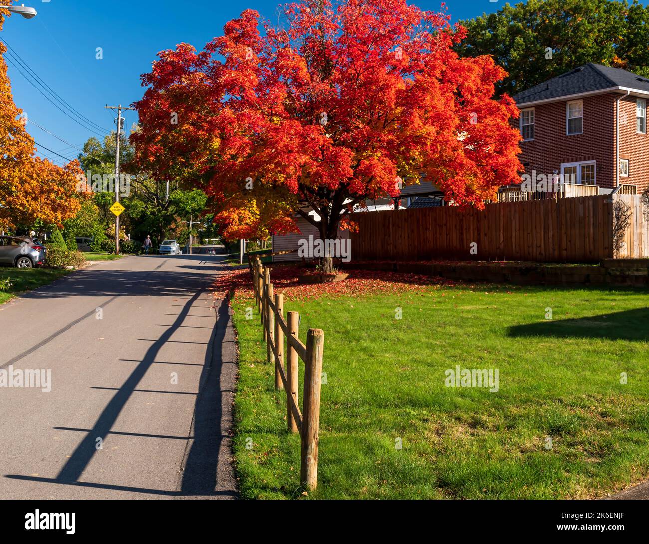 Beautiful red leaves on an oak tree in the Swisshelm Park neighborhood in Pittsburgh, Pennsylvania, USA Stock Photo