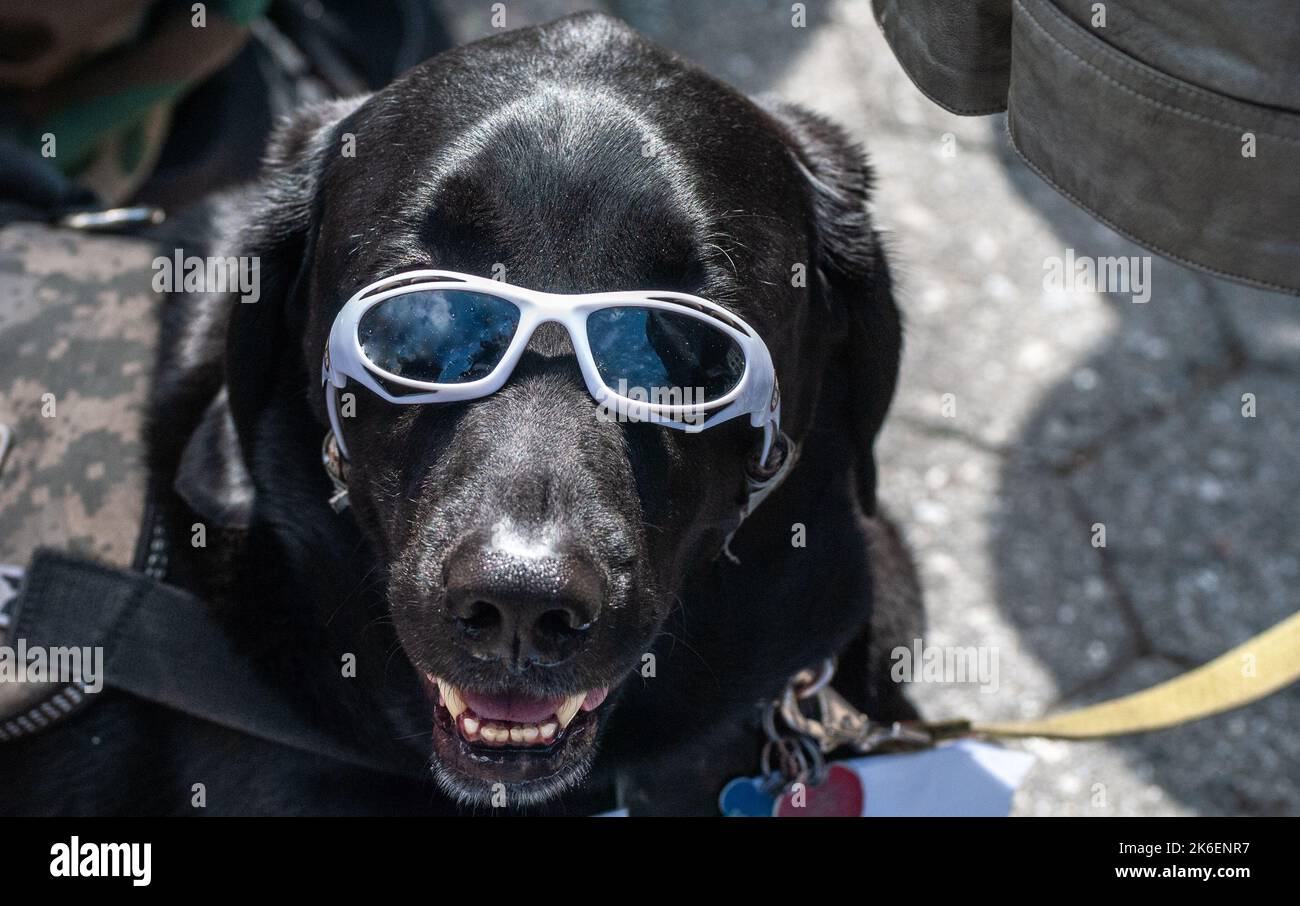 Portrait of a black Labrador retriever dog wearing dark glasses. Stock Photo