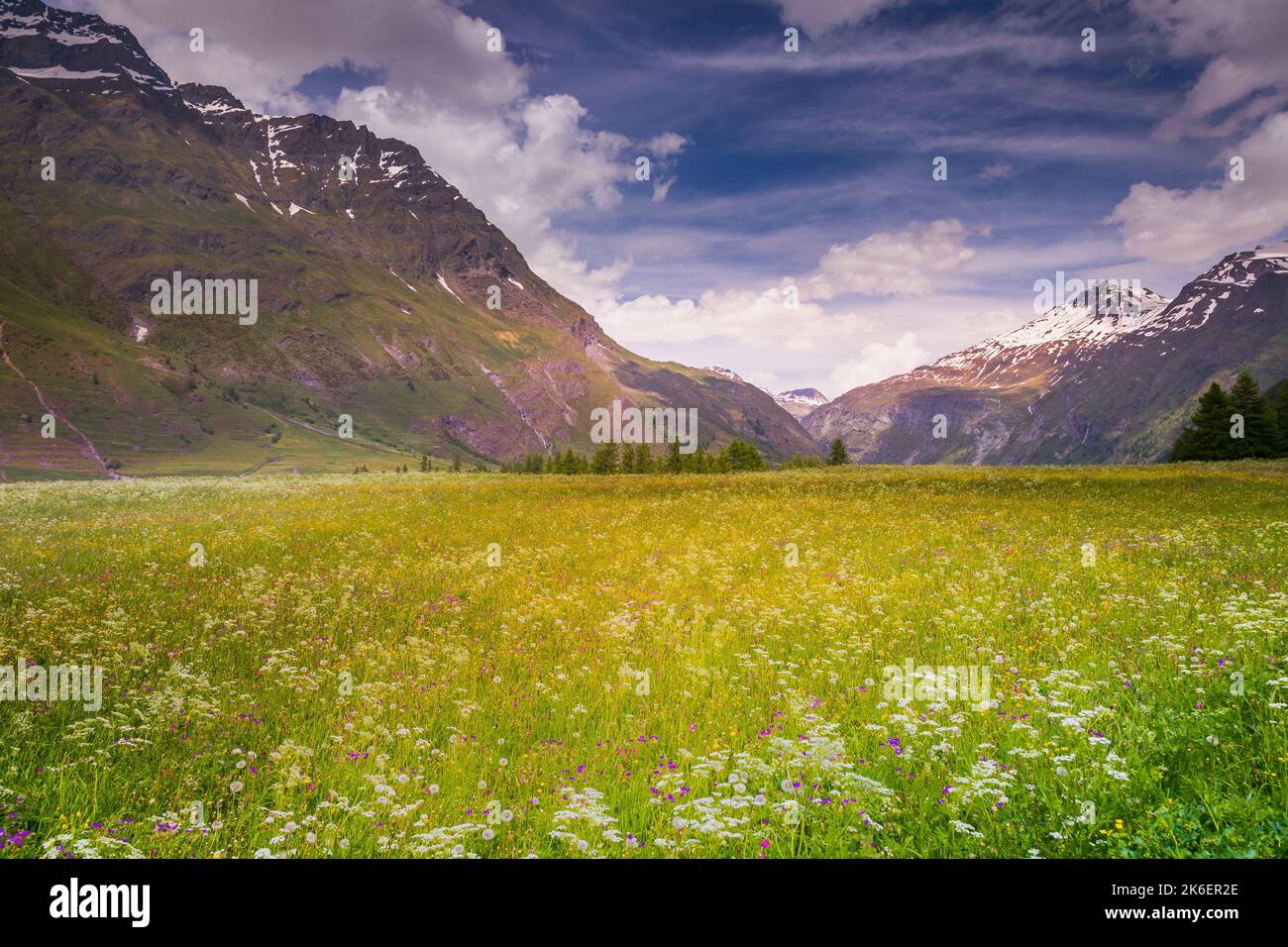 Valley landscape of Haute Savoie with wildflowers at springtime, France