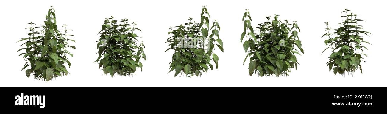 Set of grass bushes isolated on white. Common nettle. Stinging nettle. Urtica dioica. 3D illustration Stock Photo