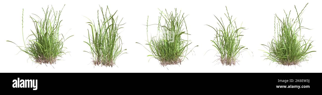 Set of grass bushes isolated on white. Perennial ryegrass. English ryegrass. Lolium perenne. 3D illustration Stock Photo