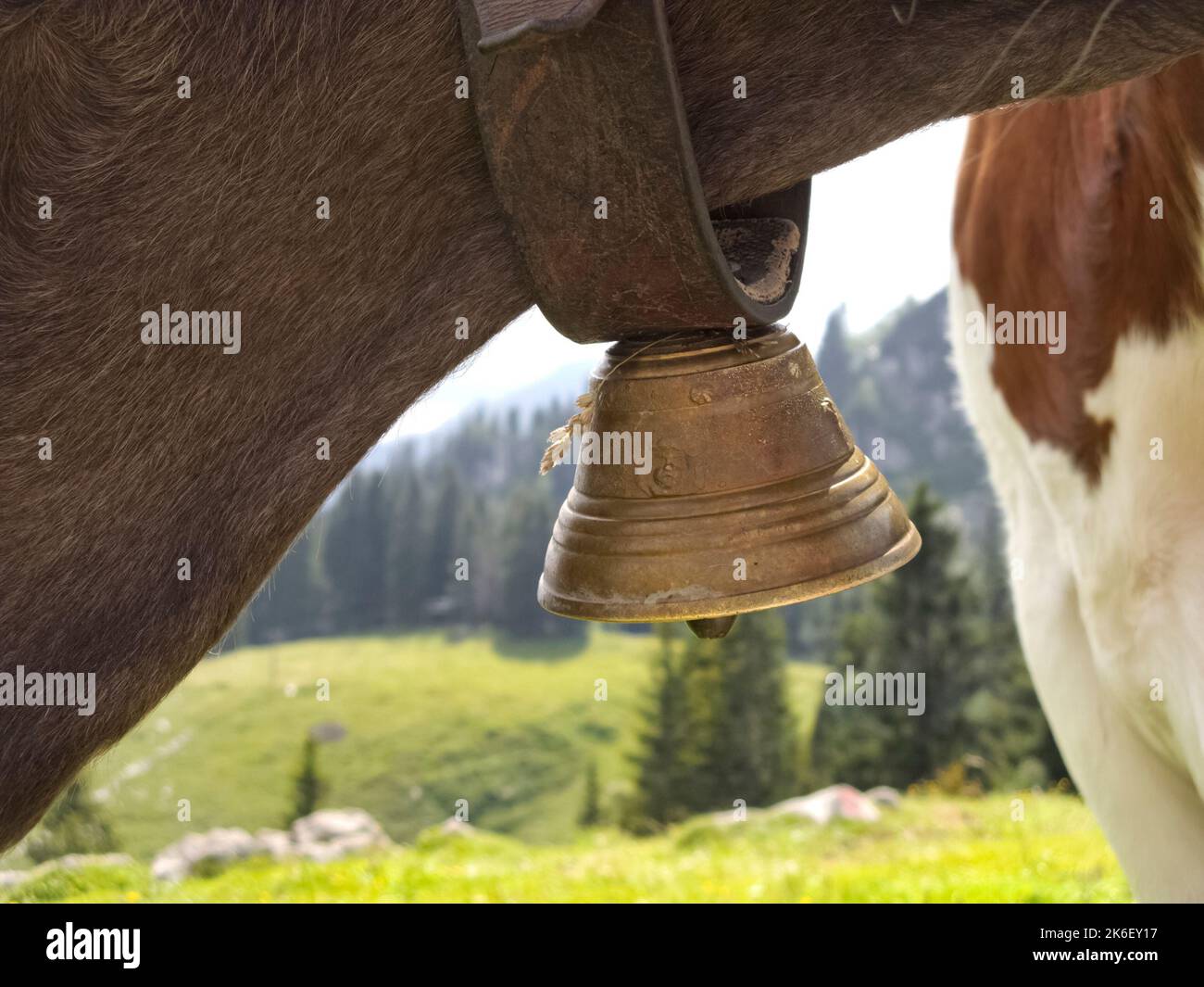 Close-up of cowbell under neck of cow and view to alpine landscape, Bavaria, Germany Stock Photo