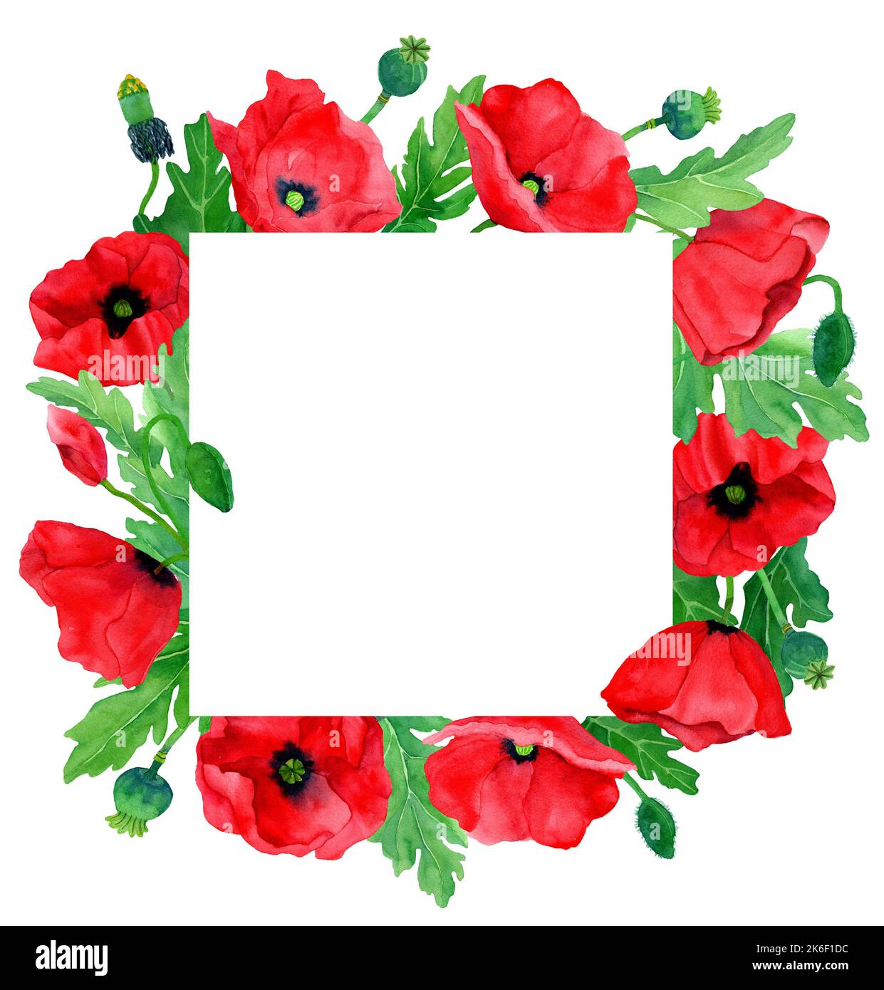 Watercolor hand drawn frame of poppy flowers and leaves. Botany