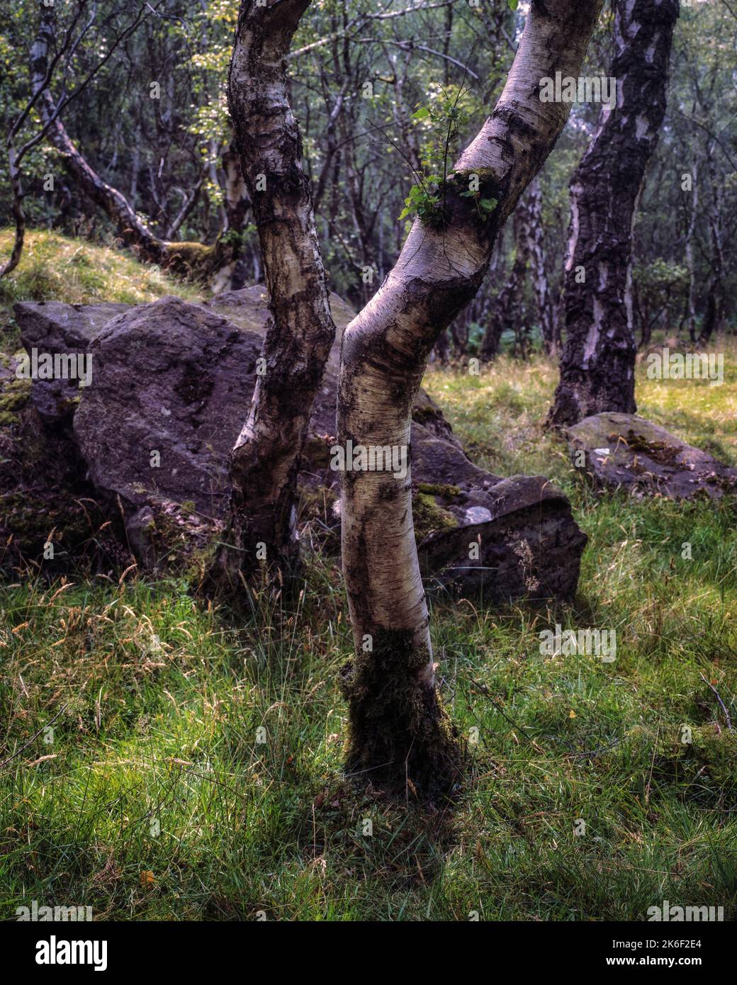 A vertical shot of silver birch trees in Bolehill Quarry, Peak District National Park, UK Stock Photo