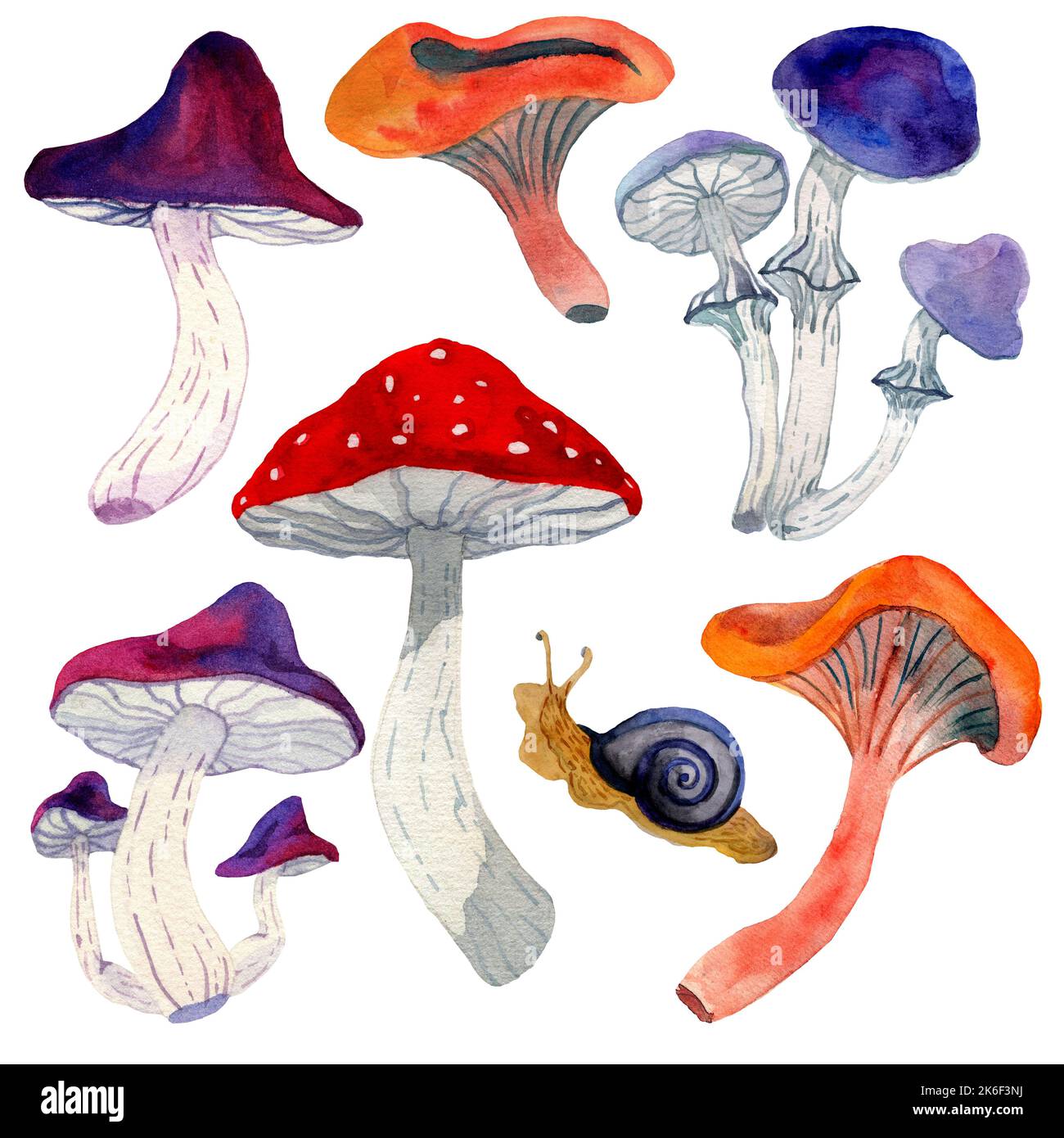 Watercolor hand drawn illustration of mushroom. Set of mushrooms in