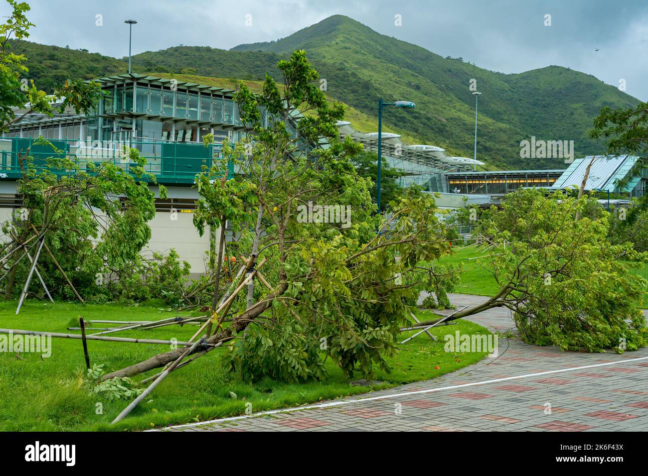 Trees knocked down by Typhoon Vicente, Sunny Bay, Lantau Island, Hong Kong, July 2012 Stock Photo