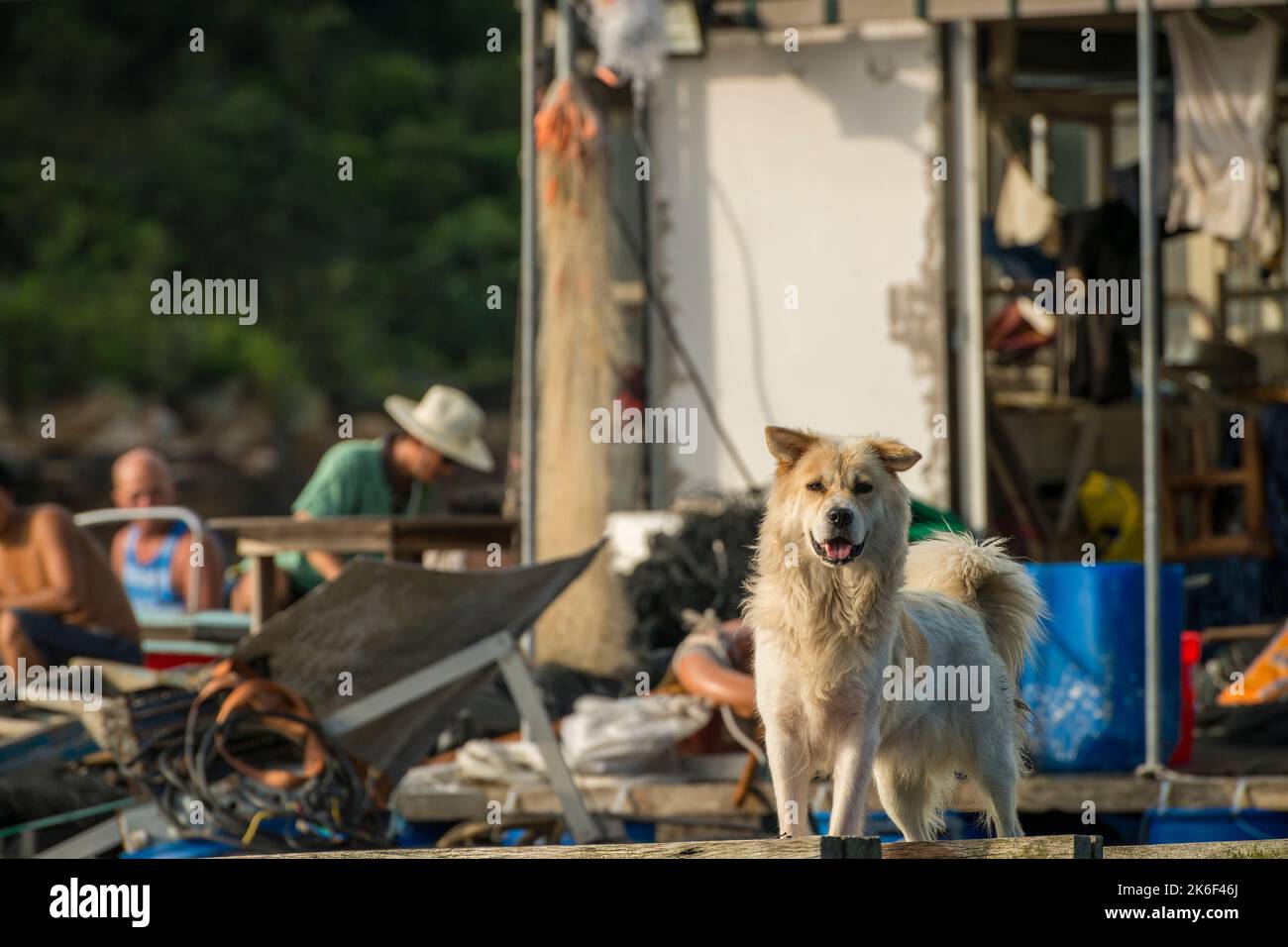 A dog guards the pontoon of a pearl oyster farm in Lo Fu Wat, a small secluded cove on the northern shore of Tolo Channel, New Territories, Hong Kong Stock Photo