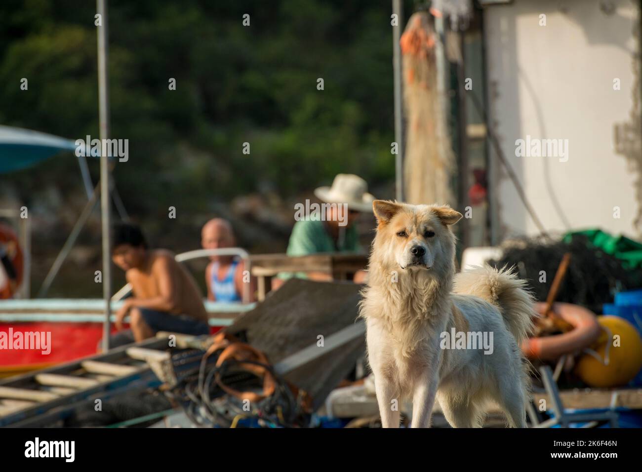 A dog guards the pontoon of a pearl oyster farm in Lo Fu Wat, a small secluded cove on the northern shore of Tolo Channel, New Territories, Hong Kong Stock Photo
