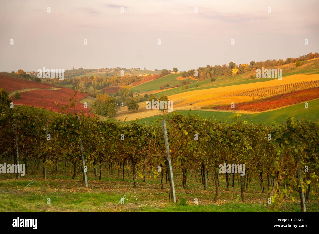 Autumn landscape, red vineyards in Castelvetro di Modena, Italy Stock Photo
