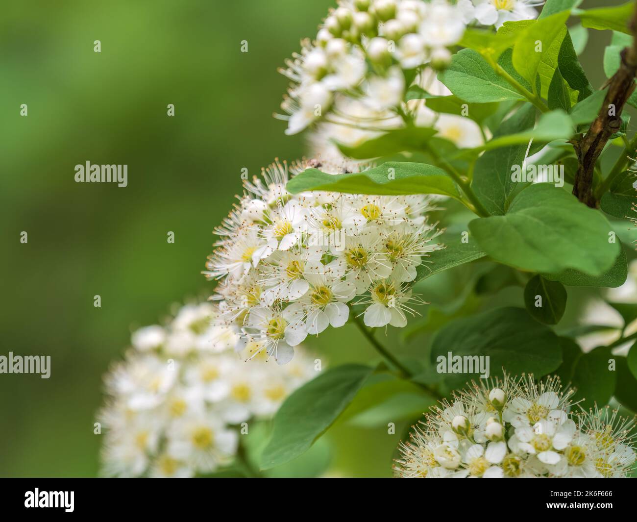 Spiraea chamaedryfolia or germander meadowsweet or elm-leaved spirea white flowers with green background. Magnificent shrub Spiraea chamaedryfolia Stock Photo
