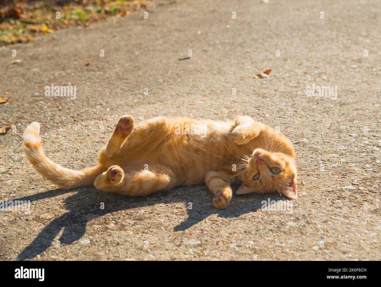 Tabby cat rolling around the ground Stock Photo Alamy