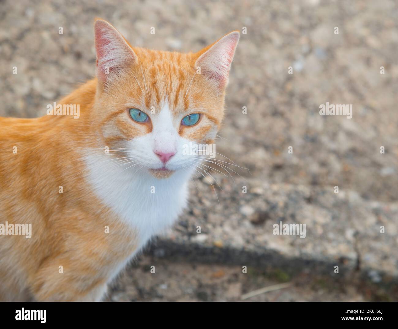Tabby and white cat looking at the camera. Close view. Stock Photo