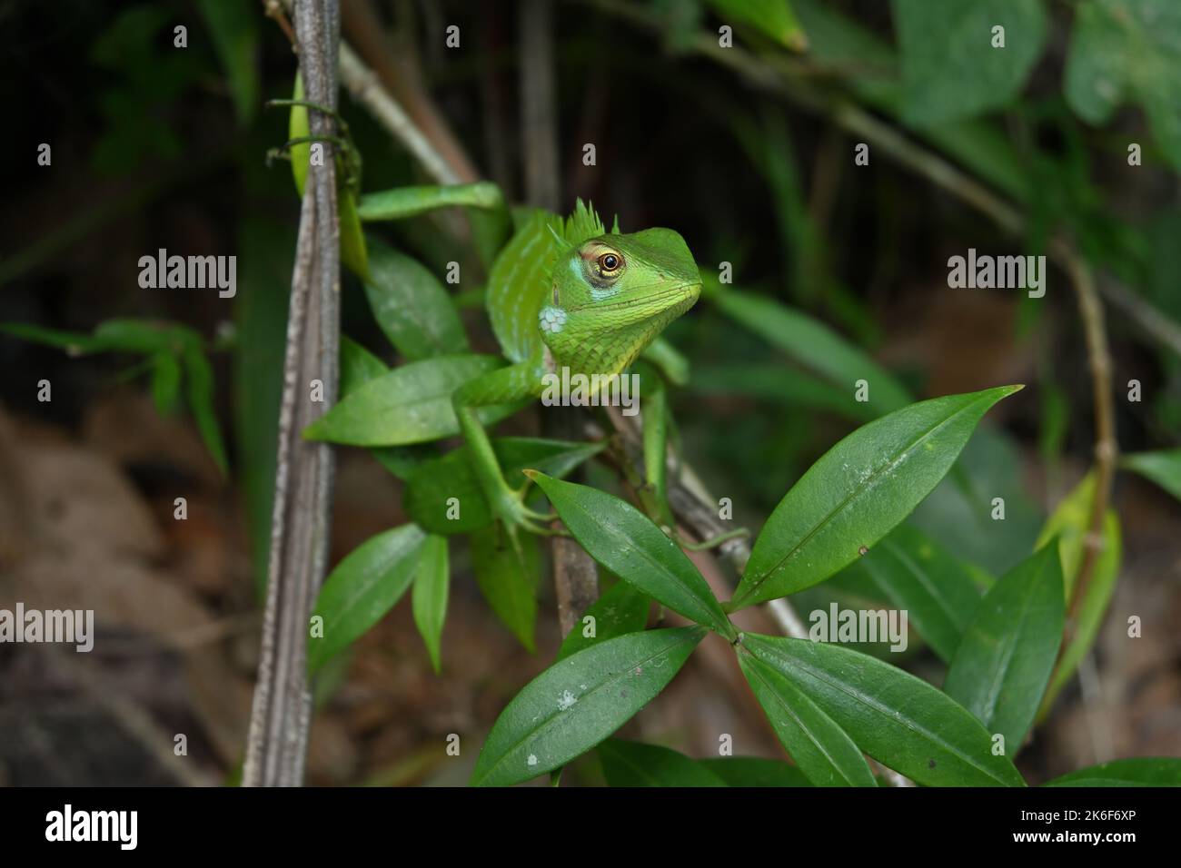 Frontal head view of a green lizard known as the Binomial name of Calotes Calotes, lizard is sitting on top of a common trumpet vine Stock Photo
