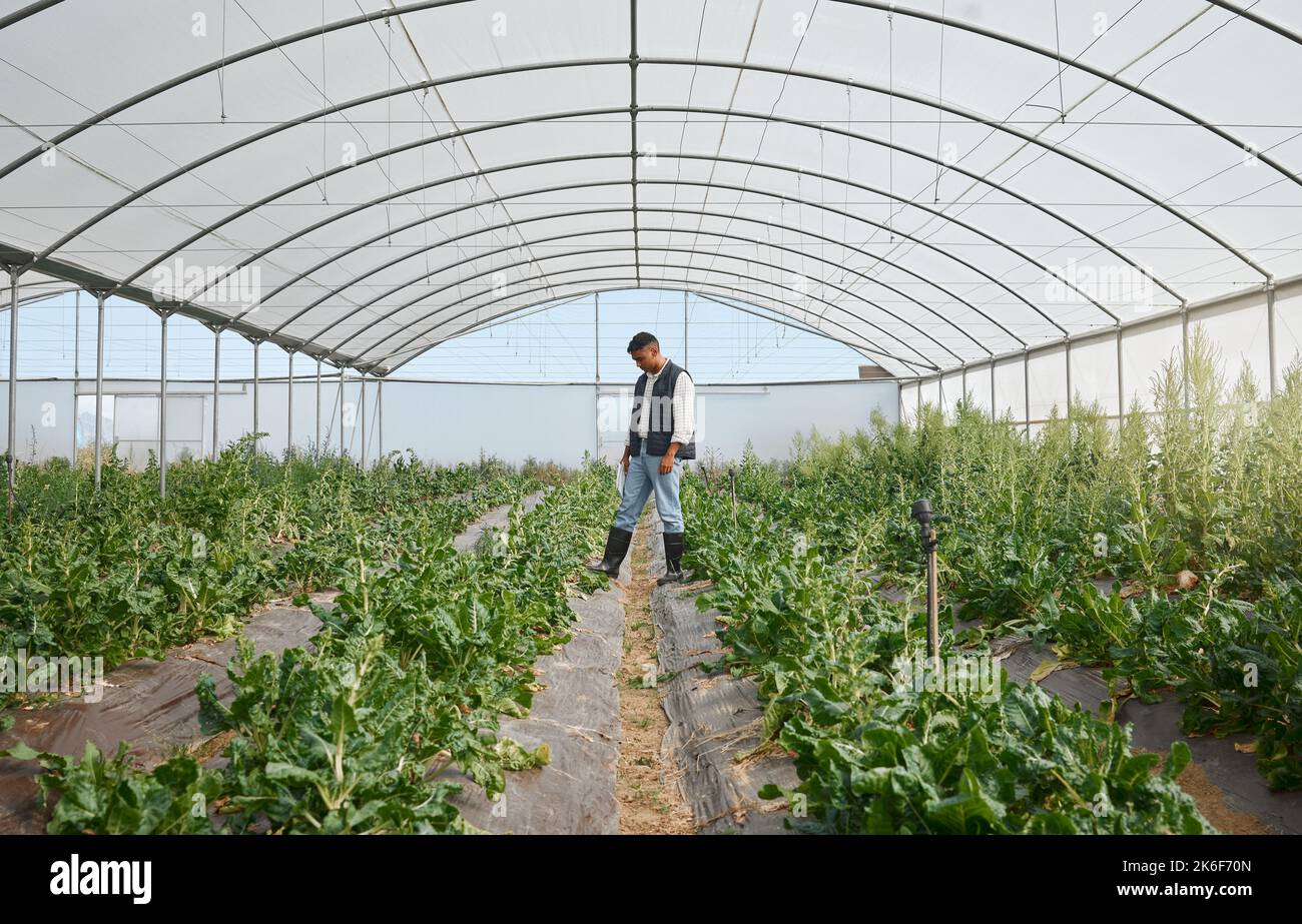 Alls good and green today. a young man working in a greenhouse on a farm. Stock Photo